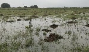 Sawai Madhopur: किसानों पर कहर बनकर बरस रहे बादल, 24 घंटे में 44 एमएम बारिश दर्ज  